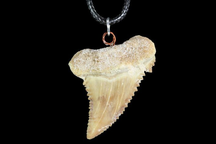 Fossil Shark (Palaeocarcharodon) Tooth Necklace -Morocco #110011